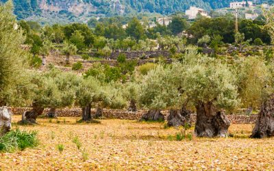Grundstücke Mallorca